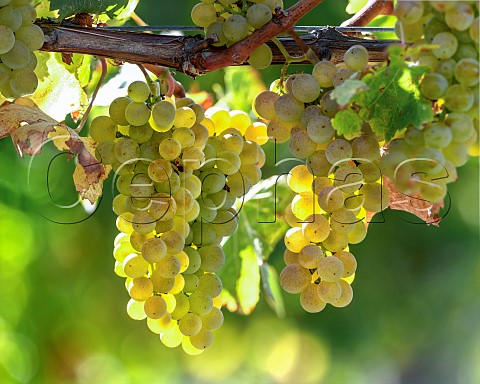 Sauvignon Blanc grapes UCD1 clone in vineyard of the central Wairau Plains Renwick Marlborough New Zealand