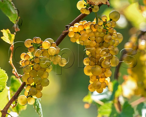 Chardonnay grapes Mendoza clone in vineyard in the Omaka Valley Marlborough New Zealand