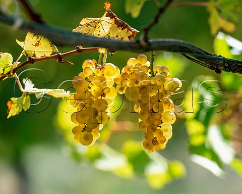 Chardonnay grapes Mendoza clone in vineyard in the Omaka Valley Marlborough New Zealand