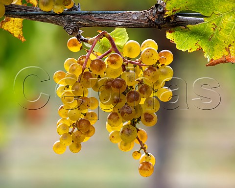 Chardonnay grapes Mendoza clone in vineyard in the Omaka Valley Marlborough New Zealand