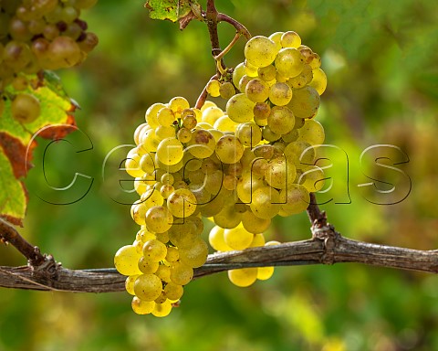 Chardonnay grapes Mendoza clone in vineyard in the Omaka Valley Marlborough New Zealand