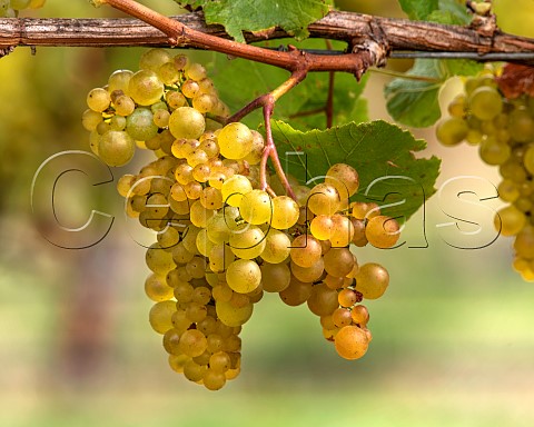 Chardonnay grapes Mendoza clone in vineyard in the Omaka Valley Marlborough New Zealand