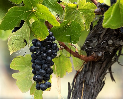 Pinot Noir grapes in vineyard in the Ben Morven Valley Marlborough New Zealand
