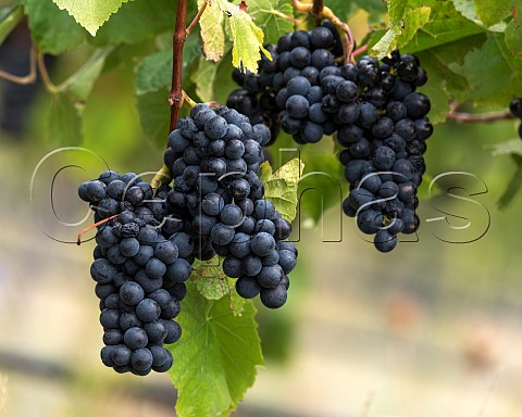 Pinot Noir grapes in vineyard in the Ben Morven Valley Marlborough New Zealand