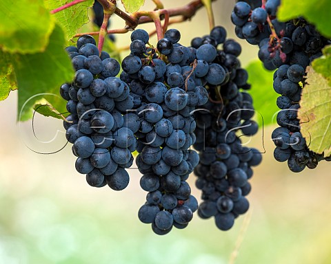 Pinot Noir grapes in vineyard in the Ben Morven Valley Marlborough New Zealand