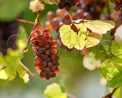 Pinot Gris grapes in vineyard in the Omaka Valley Marlborough New Zealand