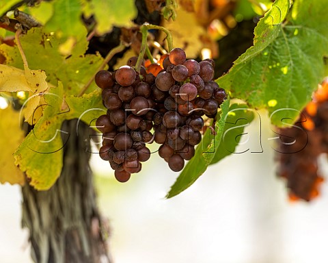 Pinot Gris grapes in vineyard in the Omaka Valley Marlborough New Zealand
