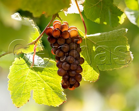 Pinot Gris grapes in vineyard in the Omaka Valley Marlborough New Zealand