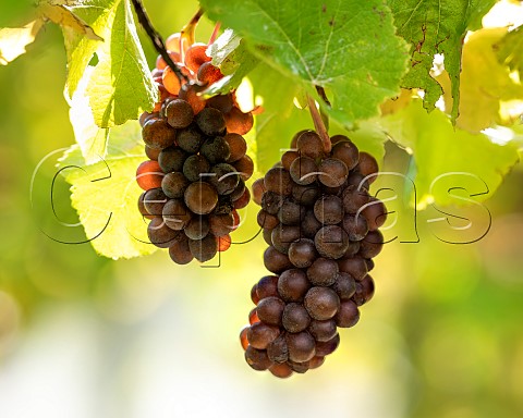 Pinot Gris grapes in vineyard in the Omaka Valley Marlborough New Zealand
