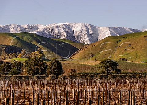 Sauvignon Blanc vines in winter in Falveys Vineyard  a Greywacke grower in the Omaka Valley  with the snowcovered Blairich Range beyond  Marlborough New Zealand