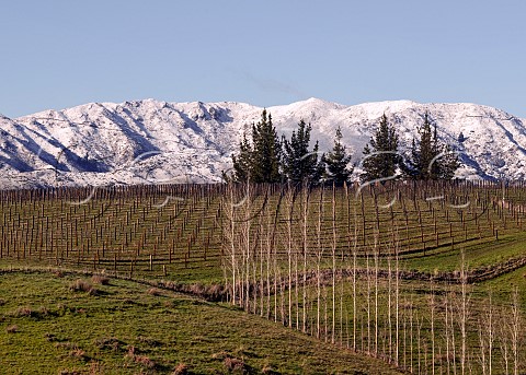 Hillside Pinot Noir and Chardonnay vineyard on the ridge between the Omaka and Brancott Valleys  a grower for Greywacke  with the snowcovered Blairich Range beyond Marlborough New Zealand