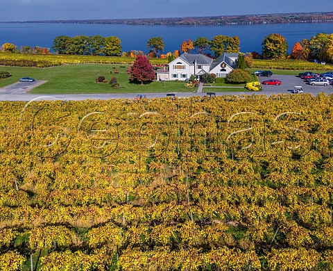 Thirsty Owl Wine Company Visitor Centre and vineyardwith Cayuga Lake beyond Ovid New York USA Finger Lakes
