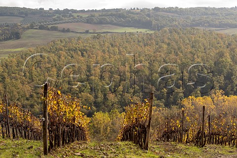 Cerretalto vineyard of Casanova di Neri Montalcino Tuscany Italy  Brunello di Montalcino
