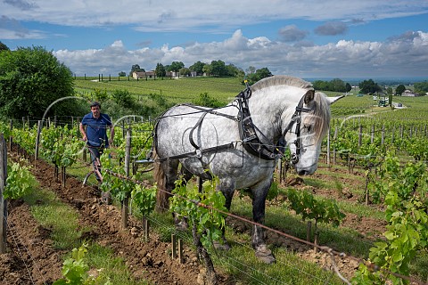 Sbastien Bouetz of Cheval des Vignes ploughing vineyard with a Percheron  Saintmilion Gironde France Stmilion  Bordeaux