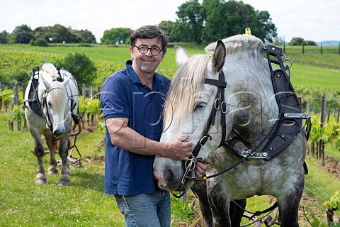 Sbastien Bouetz of Cheval des Vignes with his Percheron horses  Saintmilion Gironde France Stmilion  Bordeaux