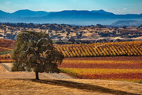 Solitary oak tree in vineyard of J Lohr San Miguel San Luis Obispo County California Paso Robles San Miguel District