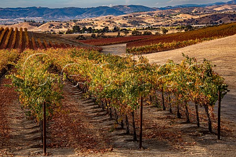 Autumn in vineyard of J Lohr with view toward the Santa Lucia Mountains San Miguel San Luis Obispo County California Paso Robles San Miguel District