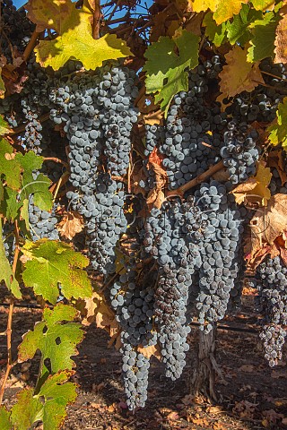Cabernet Sauvignon grapes ready for harvest in a J Lohr vineyard San Miguel San Luis Obispo County California Paso Robles San Miguel District