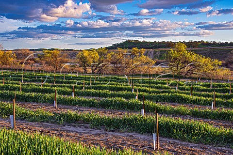 New vineyard planted in the fertile soil by the Estrella River San Miguel San Luis Obispo California Paso Robles Estrella District