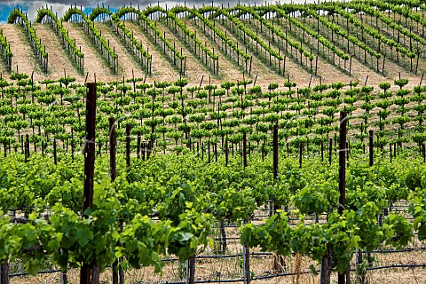 Young vines in spring at Cuevas Vineyards San Miguel San Luis Obispo County California  Paso Robles San Miguel District