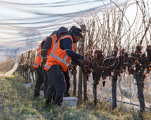 Picking lateharvest Pinot Gris grapes in Falveys Vineyard for Greywacke Omaka Valley Marlborough New Zealand