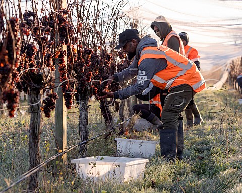 Picking lateharvest Pinot Gris grapes in Falveys Vineyard for Greywacke Omaka Valley Marlborough New Zealand