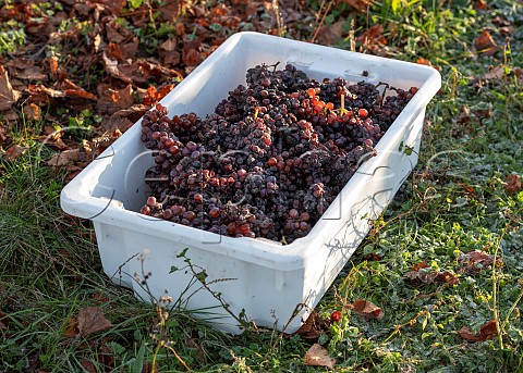 Crate of lateharvest Pinot Gris grapes in Falveys Vineyard for Greywacke Omaka Valley Marlborough New Zealand