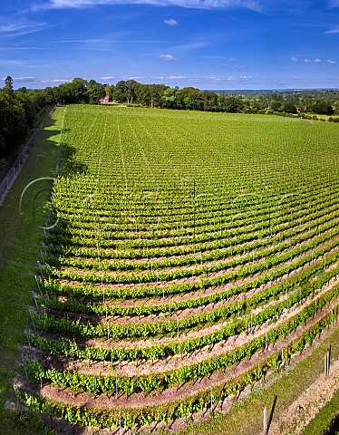 Levels Vineyard of Black Chalk Fullerton Hampshire England