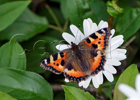 Small Tortoiseshell nectaring on Oxeye Daisy Harewood Common Andover Hampshire England