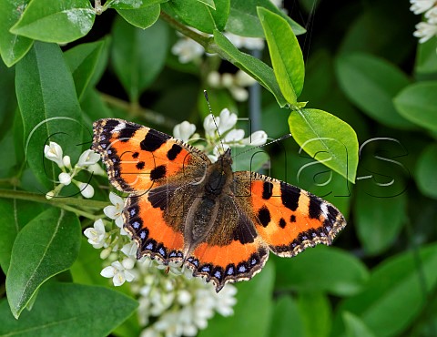 Small Tortoiseshell nectaring on Wild Privet Harewood Common Andover Hampshire England
