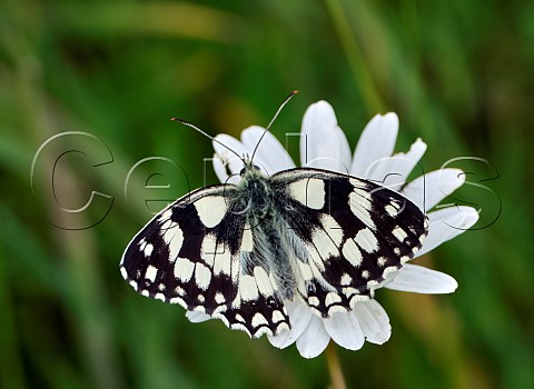 Marbled White on Oxeye Daisy Harewood Common Andover Hampshire England