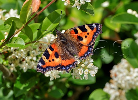 Small Tortoiseshell nectaring on Wild Privet Harewood Common Andover Hampshire England