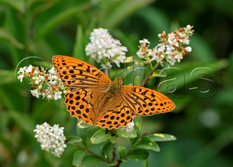 Silverwashed Fritillary male nectaring on Wild Privet Harewood Forest Andover Hampshire England