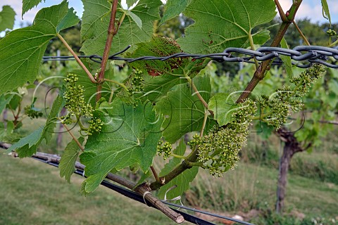 Chardonnay vines flowering in Goodworth Clatford Vineyard Goodworth Clatford Hampshire England