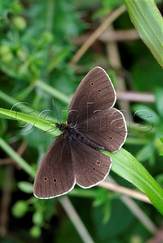 Ringlet butterfly Harewood Forest Andover Hampshire England