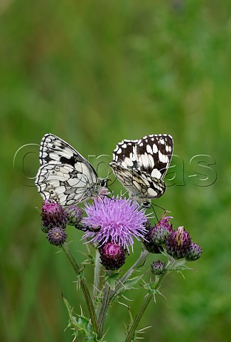 Marbled Whites nectaring on thistle Harewood Forest Andover Hampshire England