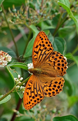 Silverwashed Fritillary nectaring on Wild Privet Harewood Forest Andover Hampshire England