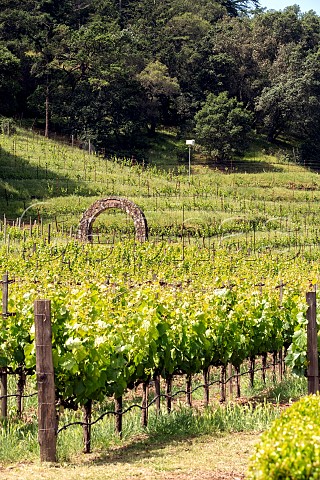 Malbec foreground and Cabernet Sauvignon vines behind the arch at Andrus Estate of Pine Ridge Vineyards  Napa Valley California