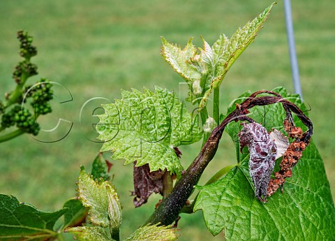 New growth on Pinot Noir vine that has been damaged by spring frost Goodworth Clatford Vineyard Andover Hampshire England