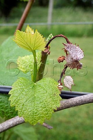 New growth on Pinot Noir vine that has been damaged by spring frost Goodworth Clatford Vineyard Andover Hampshire England