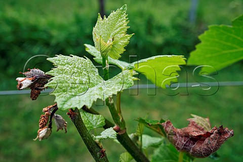 New growth on Pinot Noir vine that has been damaged by spring frost Goodworth Clatford Vineyard Andover Hampshire England