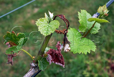 New growth on Pinot Noir vine that has been damaged by spring frost Goodworth Clatford Vineyard Andover Hampshire England