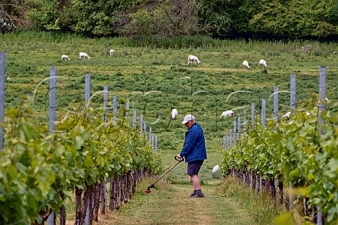 Strimming under Chardonnay vines at Goodworth Clatford Vineyard Andover Hampshire England
