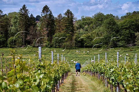 Strimming under Chardonnay vines at Goodworth Clatford Vineyard Andover Hampshire England
