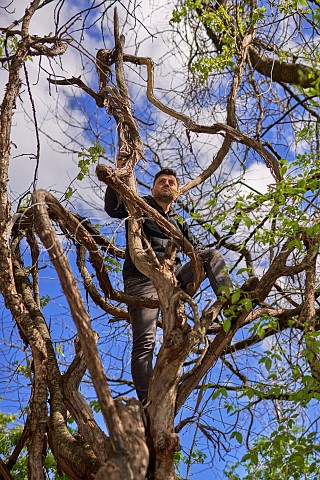 Giorgi Natenadze climbing on a 400year old Tskhenis Dzudzu vine Meskheti Valley Georgia