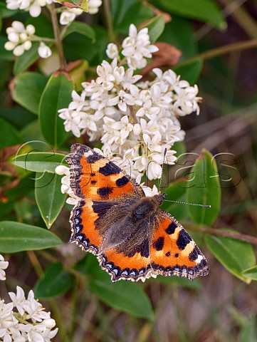 Small Tortoiseshell nectaring on Wild Privet Harewood Common Andover Hampshire England