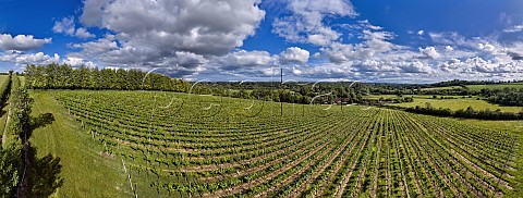 Rivers Vineyard of Black Chalk above the village of Cottonworth Andover Hampshire England