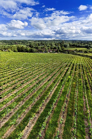 Rivers Vineyard of Black Chalk above the village of Cottonworth Andover Hampshire England