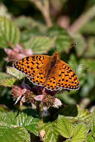 Dark Green Fritillary male  Stockbridge Down Stockbridge Hampshire England