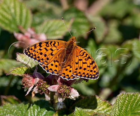 Dark Green Fritillary male  Stockbridge Down Stockbridge Hampshire England